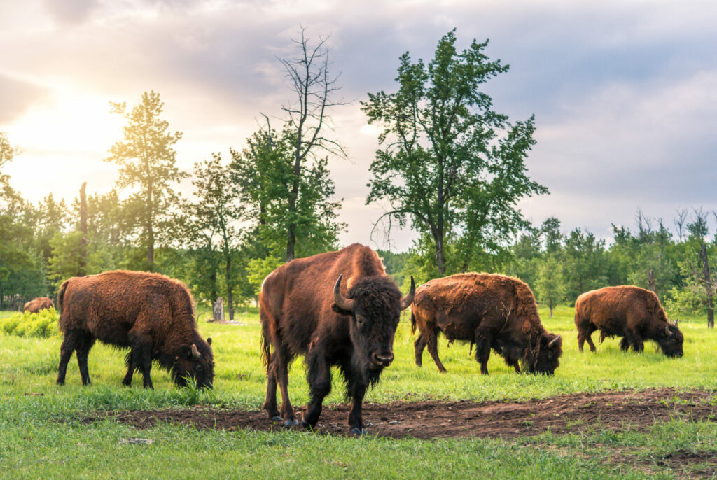 Elk Island National Park. Photo: Travel Alberta.